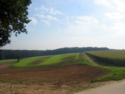 großer Baum